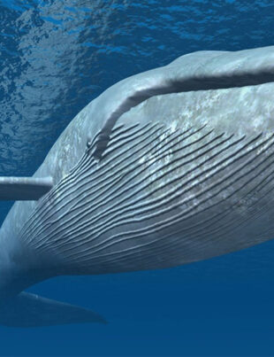 Cântecele balenelor dezvăluie noi secrete după aproape 60 de ani de la descoperirea lor