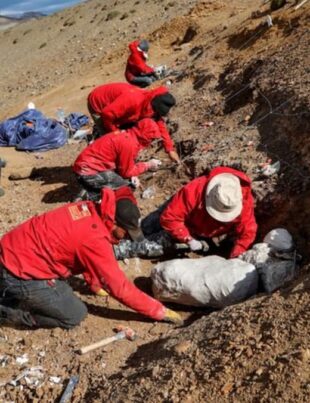 FOTO. Un dinozaur antic „cioc de rață” a fost descoperit în Chile după 72 de milioane de ani