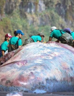 FOTO. Un cercetător a descoperit o comoară de 500.000 de euro în stomacul unui cașalot mort. Este vorba de o substanță rară