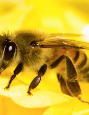 Cercetătorii vor să dezvolte o tehnologie bazată pe inteligența artificială care să „poată gândi ca albinele”. Ce arată noile studii