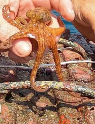 VIDEO. Caracatițele visează la fel ca oamenii. Ce au descoperit biologii