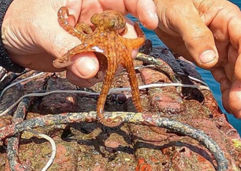 VIDEO. Caracatițele visează la fel ca oamenii. Ce au descoperit biologii