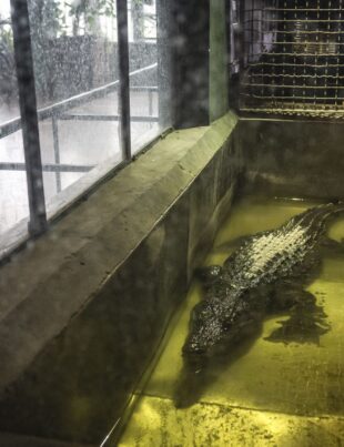 Cel mai mare crocodil din lume, Cassius, aflat în captivitate, continuă să crească. Experții sunt uimiți de vârsta reptilei