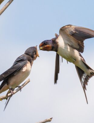 Păsările pot „divorța” din cauza promiscuității sau a perioadelor lungi de separare