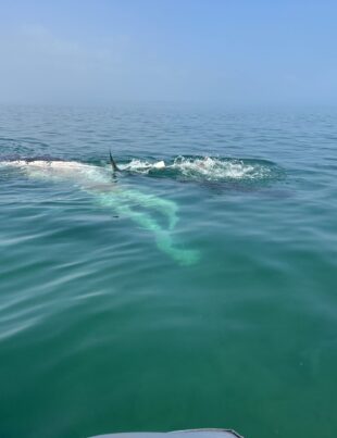 VIDEO. Croazieră de coșmar. Au ajuns în port chiar când avea loc o vânătoare de balene