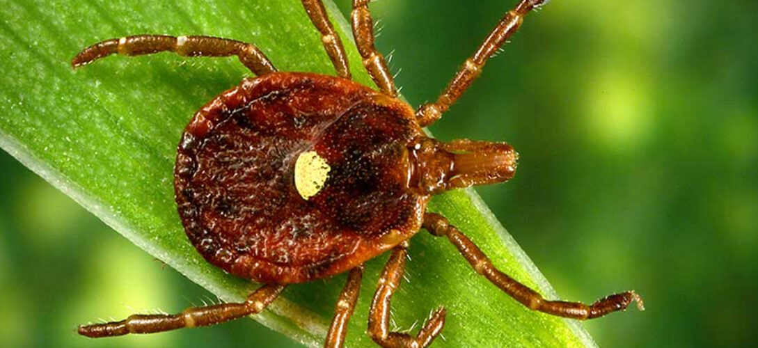 mușcătura de căpușă poate provoca alergie la carnea roșie