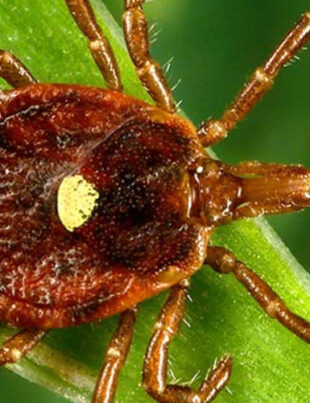 mușcătura de căpușă poate provoca alergie la carnea roșie
