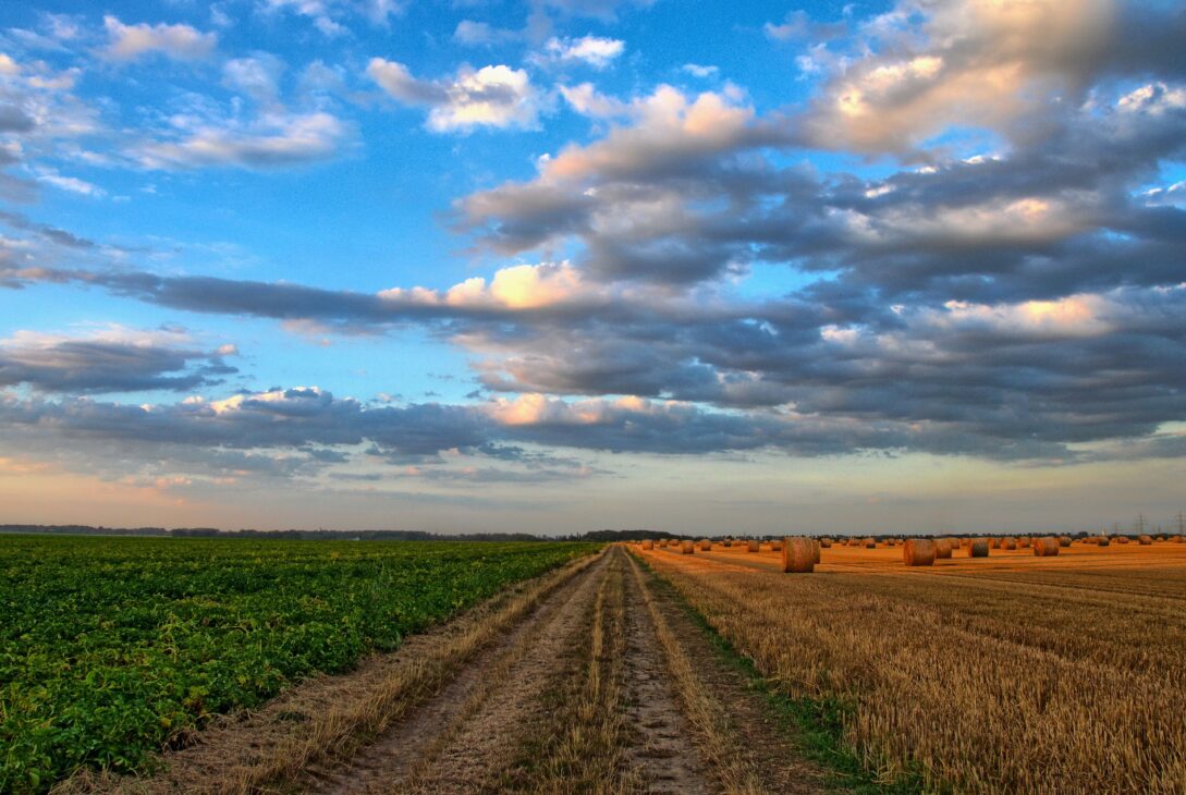 Temperaturile extreme afectează agricultura din România. Care culturi sunt grav afectate?