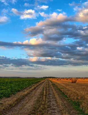 Temperaturile extreme afectează agricultura din România. Care culturi sunt grav afectate?