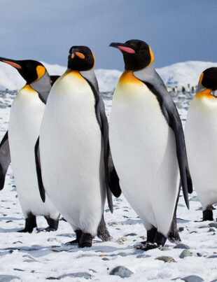 Încălzirea globală provoacă dezastru pentru pinguinii imperiali. Zeci de mii mor în Antarctica din cauza schimbărilor climatice