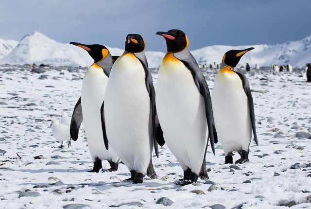 Încălzirea globală provoacă dezastru pentru pinguinii imperiali. Zeci de mii mor în Antarctica din cauza schimbărilor climatice