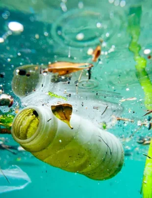 Plasticul din ocean ajunge în fauna marină și în organismul uman. Ce consecințe negative are acest fenomen asupra mediului