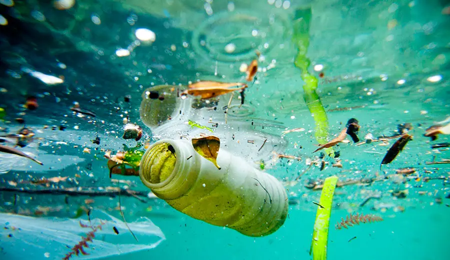 Plasticul din ocean ajunge în fauna marină și în organismul uman. Ce consecințe negative are acest fenomen asupra mediului