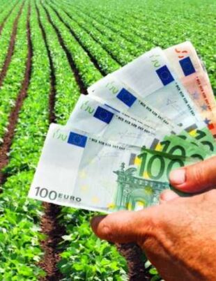 Vești pentru fermierii care cultivă cereale: CEC Bank lansează creditul cu aprobare rapidă