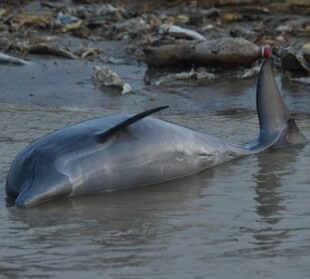 Peste o sută de delfini au fost găsiți morți în Amazonia braziliană. Temperaturile record ale lacului ar fi cauza