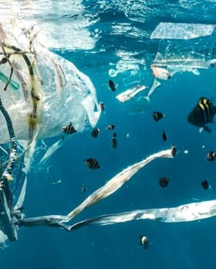 Plasticul ar putea deveni un material comestibil pentru animalele marine. Ce descoperiri au făcut cercetătorii japonezi