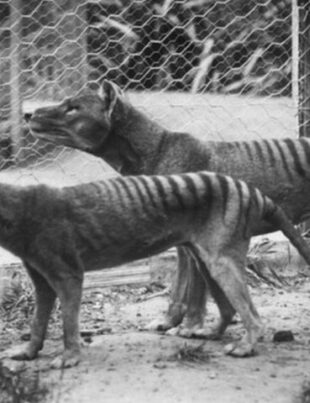 Tigrul tasmanian ajută oamenii de știință. Cum au fost descoperite molecule ARN într-o specie dispărută