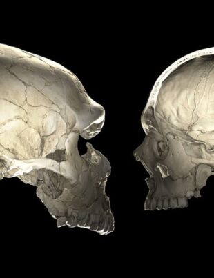 Este posibil ca neandertalienii să fi fost oameni matinali