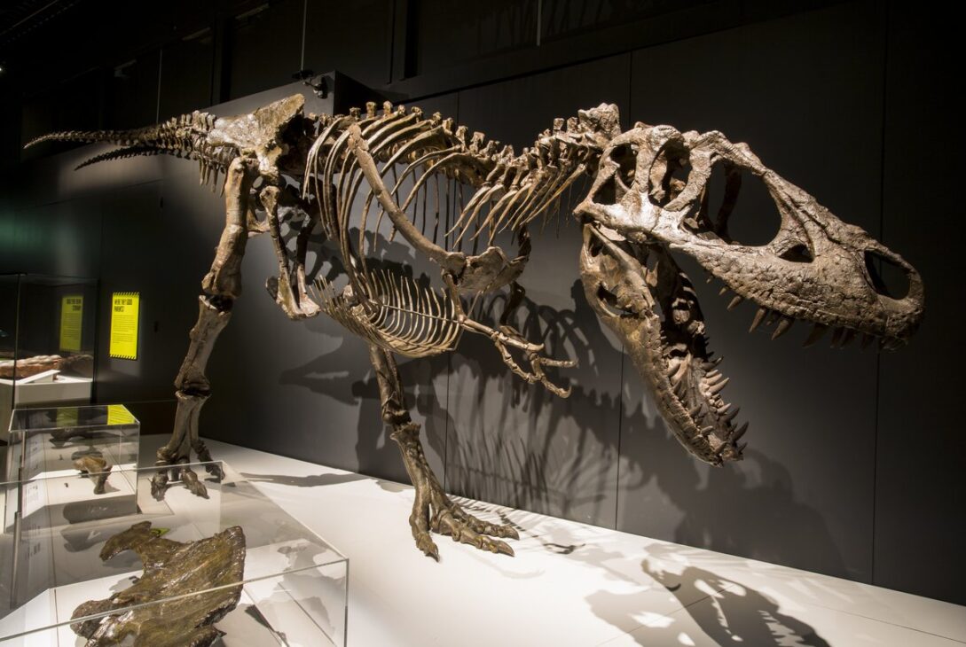 Ceea ce credeam că știm despre T. rex este greșit