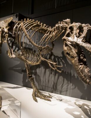 Ceea ce credeam că știm despre T. rex este greșit