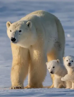 27 februarie marchează Ziua Internațională a Ursului Polar.