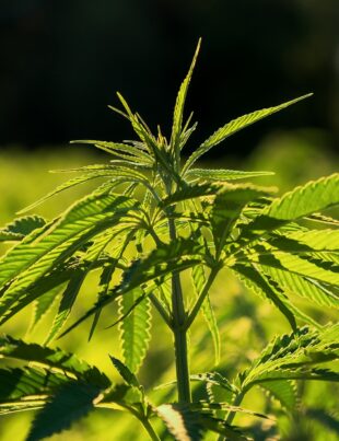O țară din Uniunea Europeană a legalizat canabisul! Ce cantitate pot deține consumatorii
