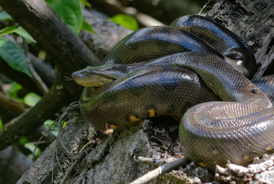 Cea mai mare specie de șarpe din lume a fost descoperită