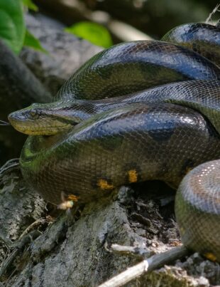 Cea mai mare specie de șarpe din lume a fost descoperită