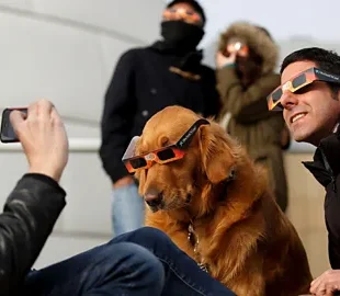 De ce devin animalele agitate în timpul unei eclipse solare?