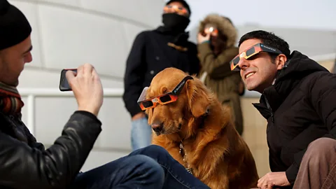 De ce devin animalele agitate în timpul unei eclipse solare?