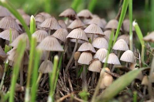 STUDIU. Ciupercile magice sunt eficiente pentru tratarea depresiei