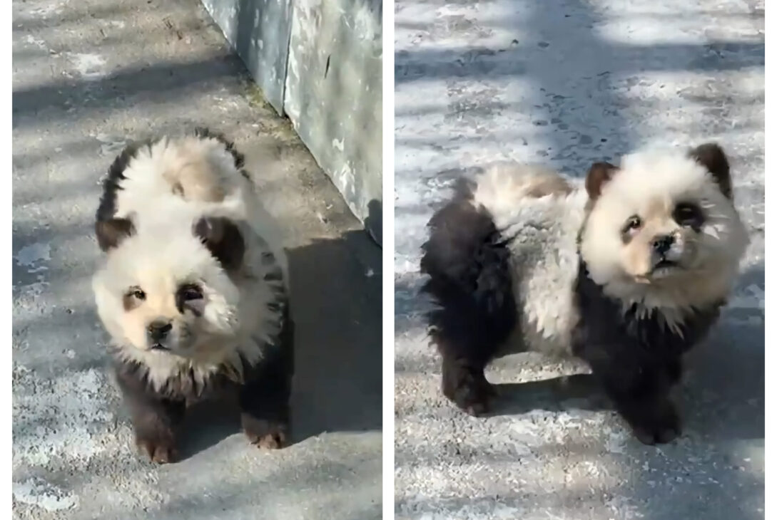 Tertipul uluitor la care a apelat o grădină zoologică din China pentru a păcăli vizitatorii. „Se vor simți dezamăgiți și înșelați când vor descoperi adevărul”