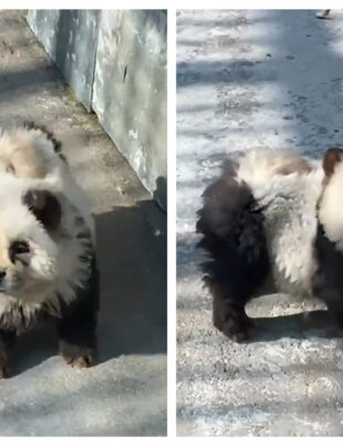Tertipul uluitor la care a apelat o grădină zoologică din China pentru a păcăli vizitatorii. „Se vor simți dezamăgiți și înșelați când vor descoperi adevărul”