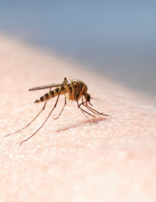 Țânțarii tigru se află în spatele creșterii febrei dengue în Europa