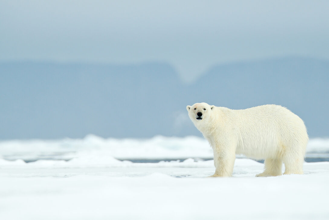 Cum readucem gheața în cercul Arctic?