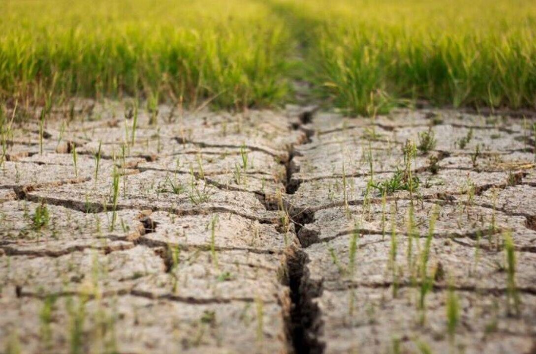 95% dintre soluri vor fi degradate în 2050