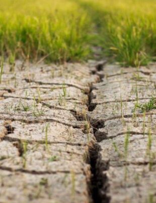 95% dintre soluri vor fi degradate în 2050