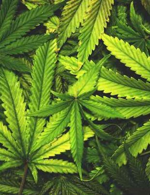 Cum ajută canabisul la reducerea consumului de opioide