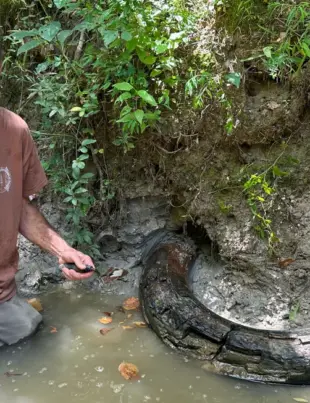 Un vânător amator de fosile găsește colțul intact