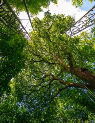 Pădurile de stejari maturi pot absorbi mai mult dioxid de carbon
