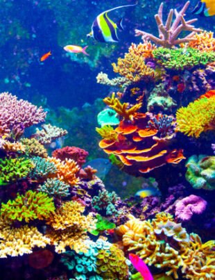 Oamenii de știință vor să inventeze un super-coral