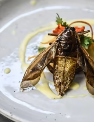 de la proteine vegetale la insecte
