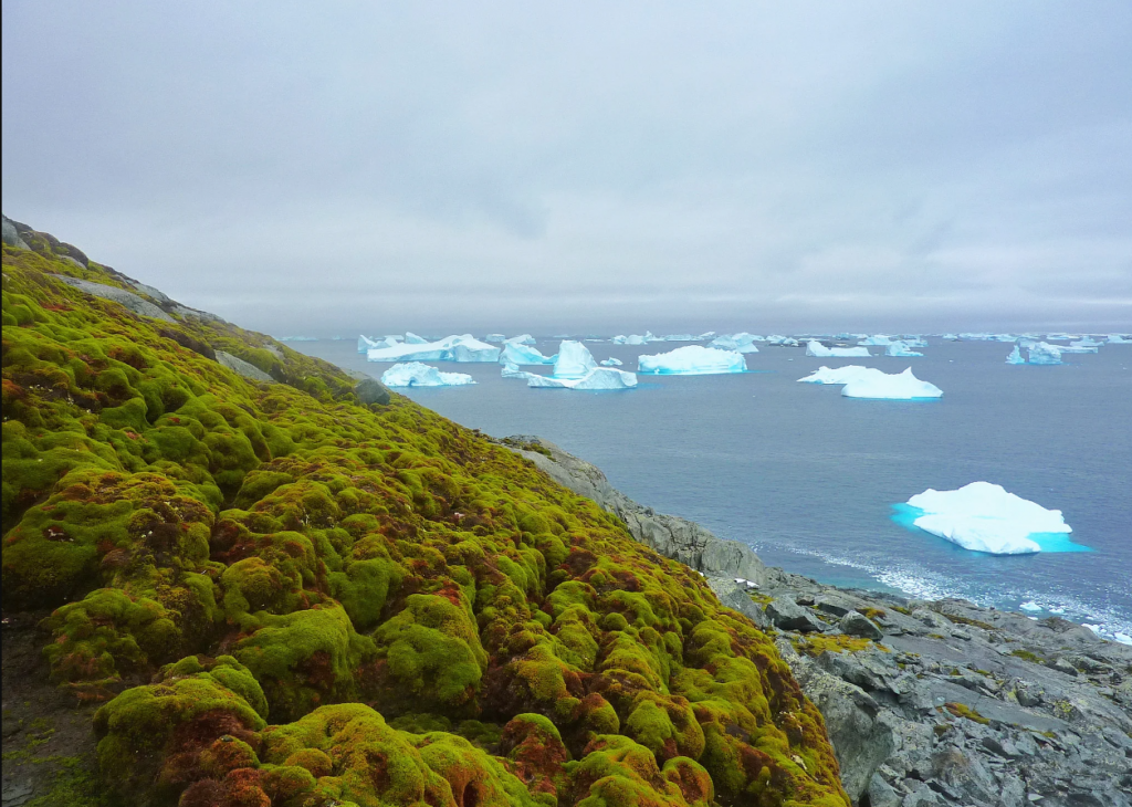 Vegetația crește în Antarctica într-un ritm alarmant