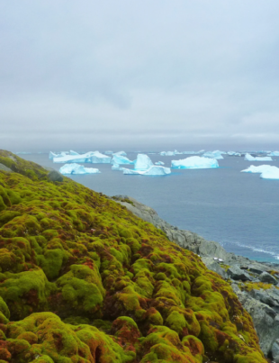 Vegetația crește în Antarctica într-un ritm alarmant