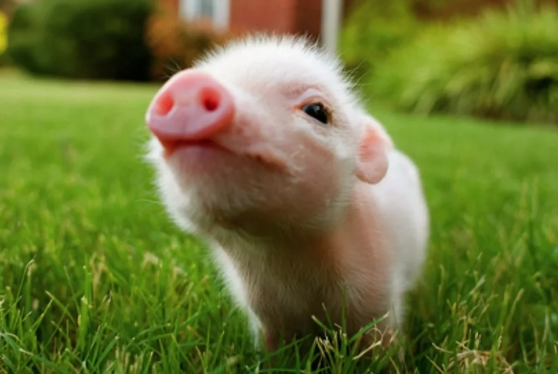Cercetătorii au făcut dinți umani sintetici cu celule de porc