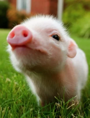 Cercetătorii au făcut dinți umani sintetici cu celule de porc