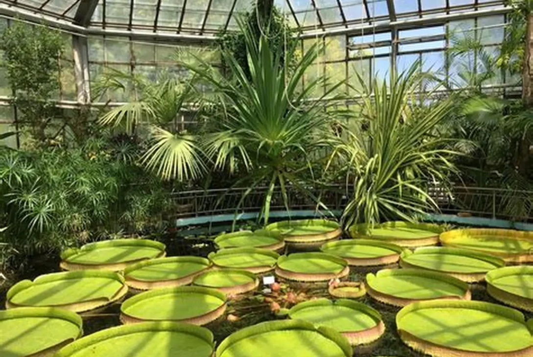 Grădina Botanică din Cluj aniversează 100 de ani de la deschidere