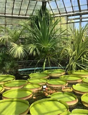 Grădina Botanică din Cluj aniversează 100 de ani de la deschidere