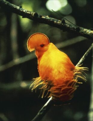 Numărul de păsări tropicale a scăzut semnificativ