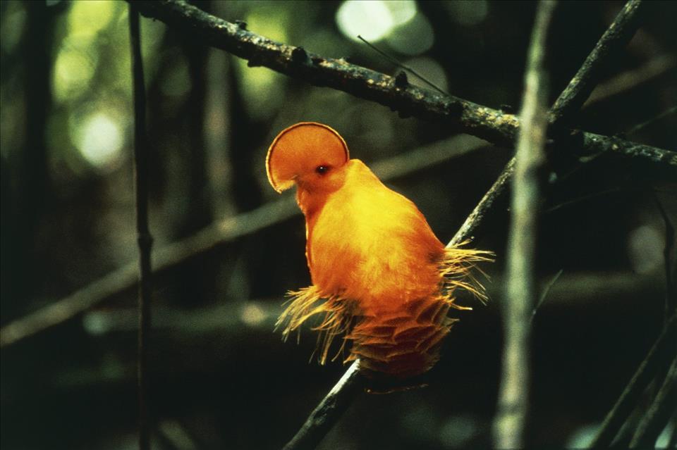 Numărul de păsări tropicale a scăzut semnificativ